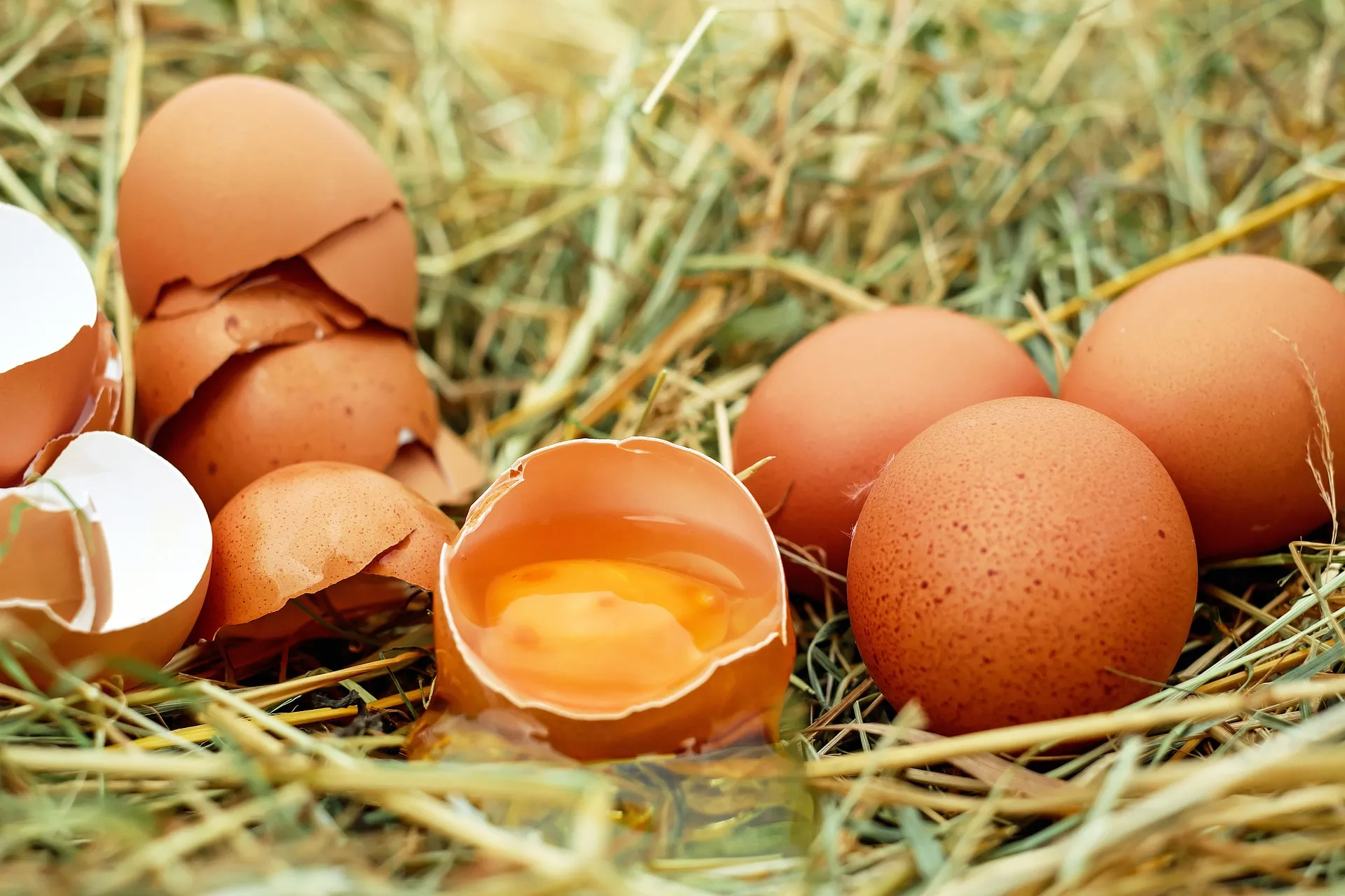 Nooit eierschalen weggooien – 7 geteste tips voor tuin en moestuin