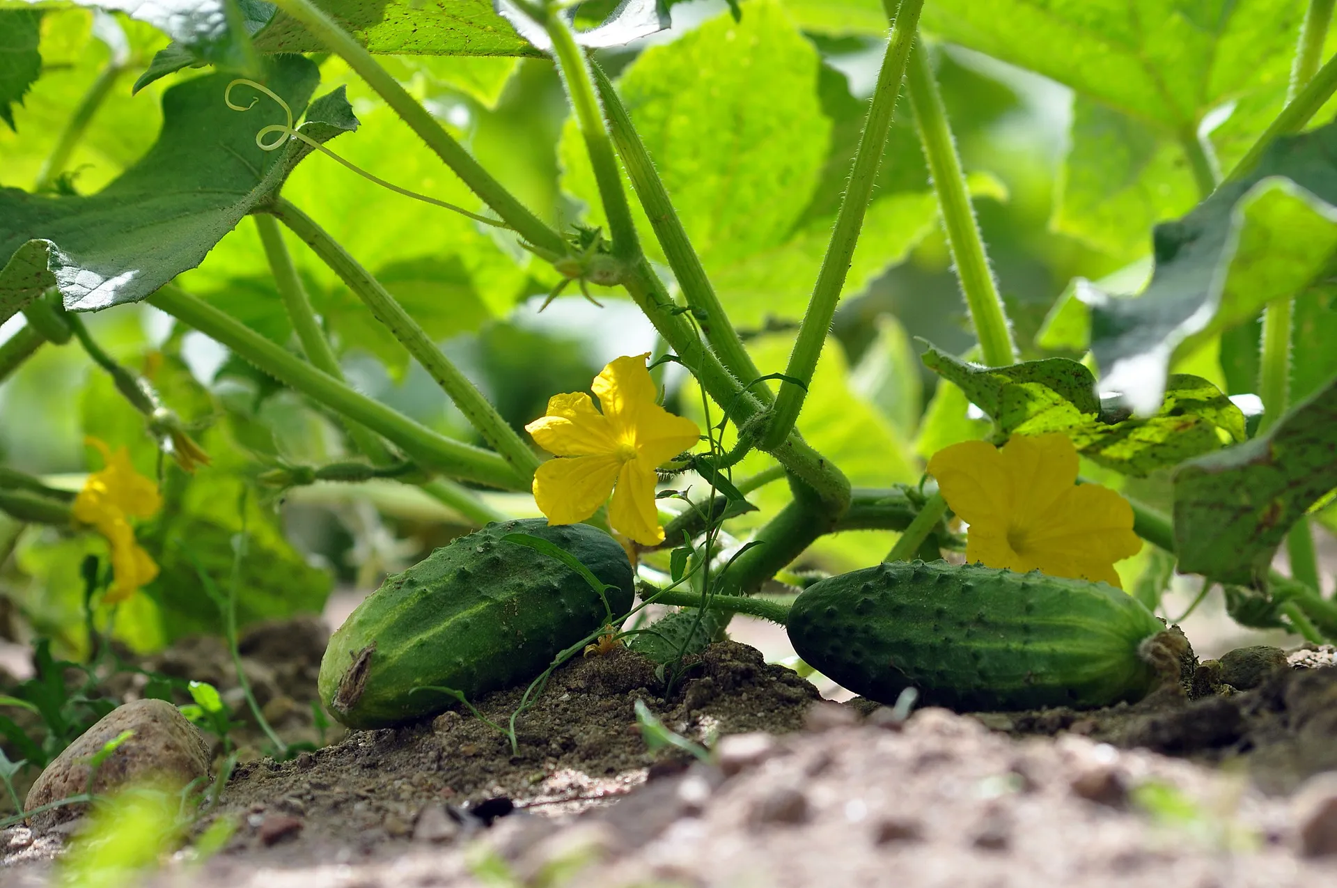 Nuttige tips voor tuinders: De enige voeding die nodig is voor komkommerplanten