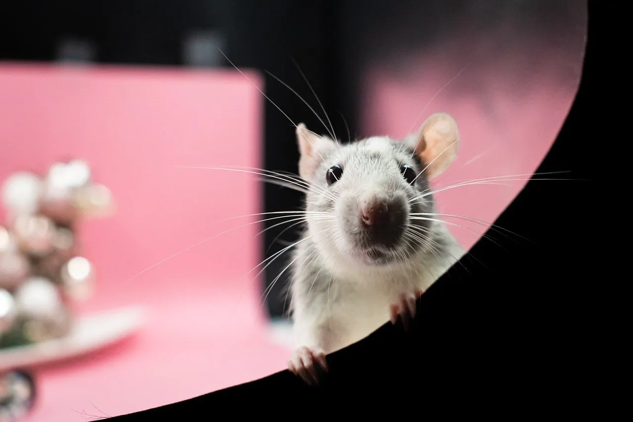 Ongediertebestrijding truc: Houd reusachtige ratten buiten je huis