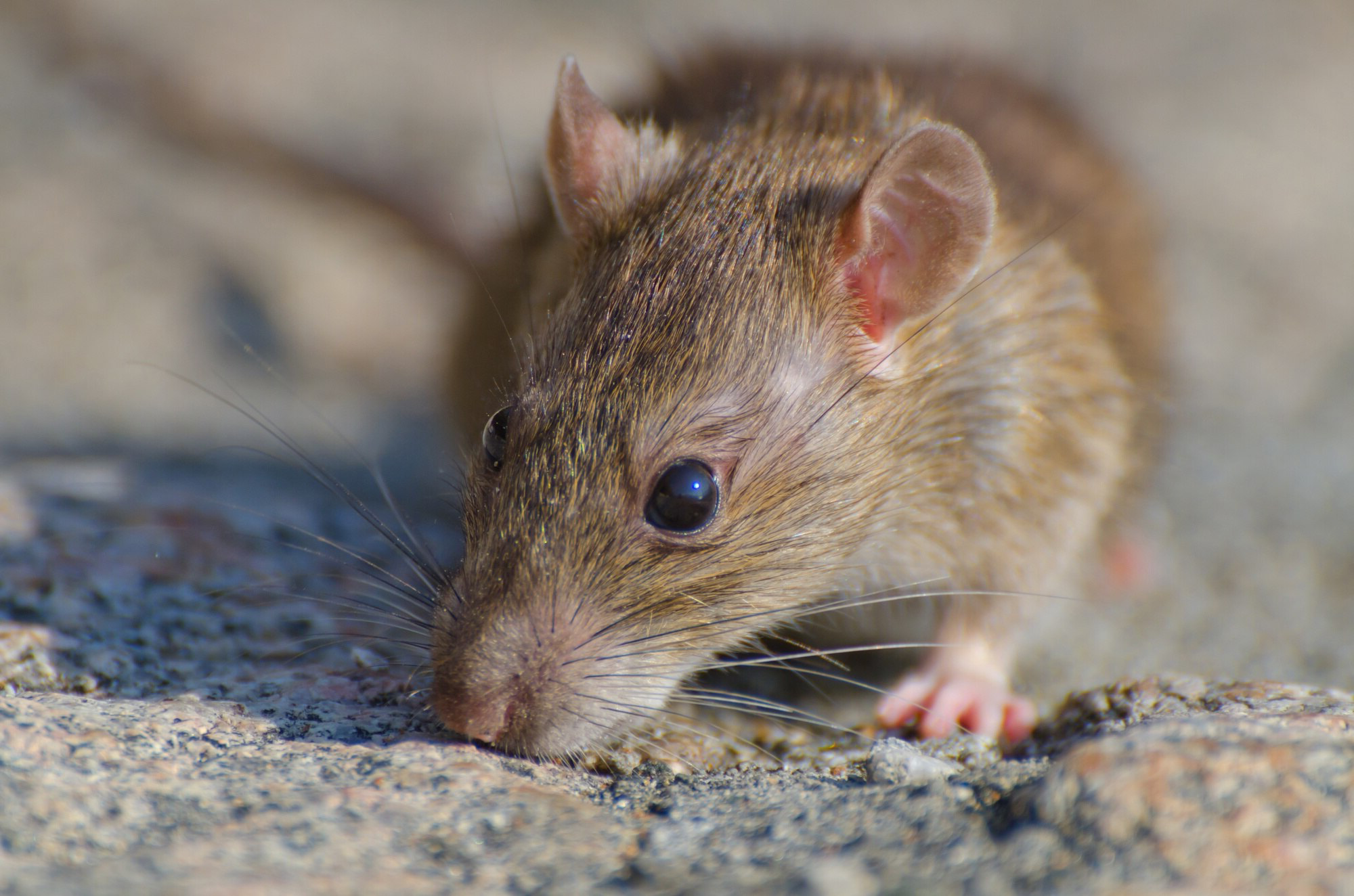 Verban mice en ratten uit uw tuin met supermarktproducten die ze 'niet kunnen verdragen'