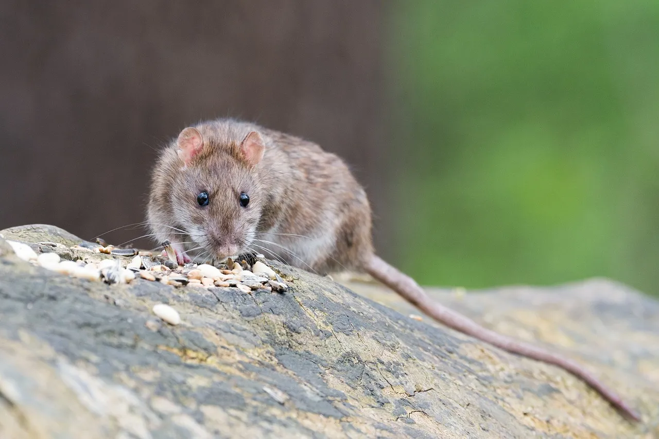 Vijf 'natuurlijke' manieren om ratten uit je tuin te houden in plaats van gif of vallen
