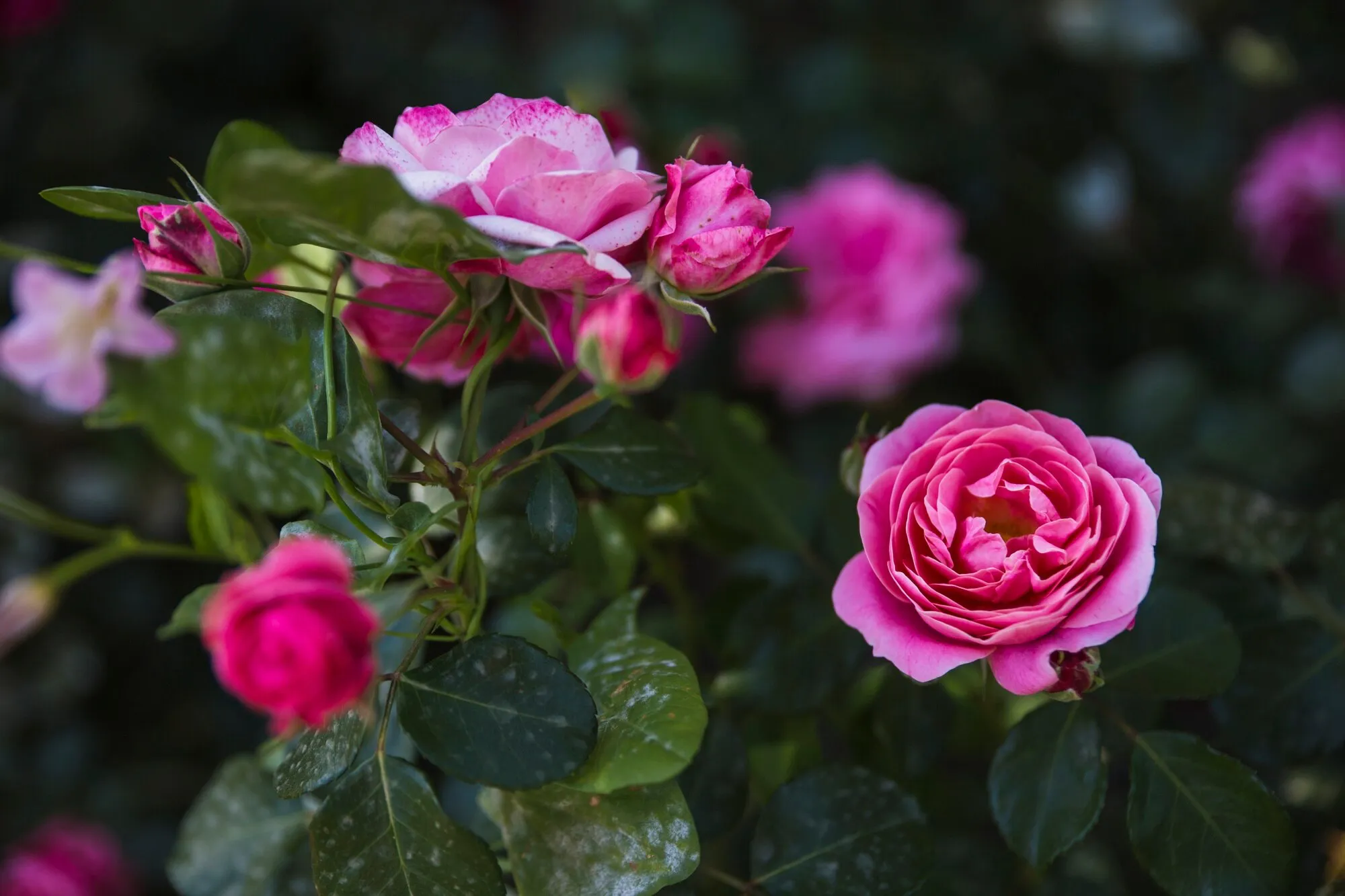 Waar een roos te planten op het perceel: geheime plaatsen voor de koningin van de tuin