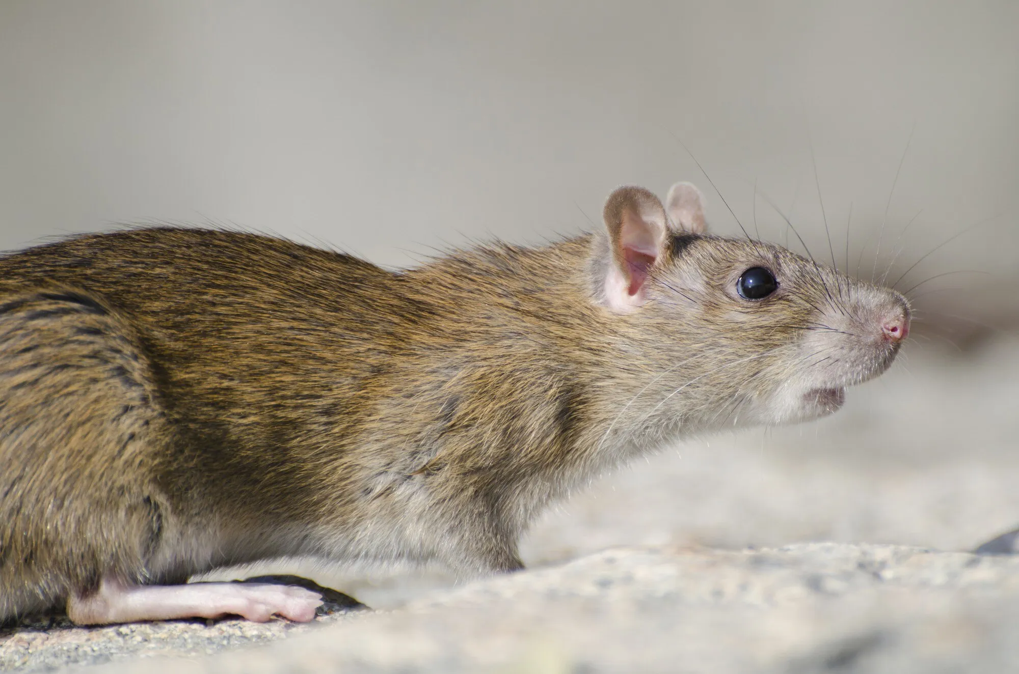 Zeven manieren om je huis muizen- en rattenproof te maken tijdens een winterse plaag van ongedierte
