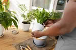 Planten die de lucht in je appartement zuiveren