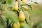 Recordoogst peren: gebruik deze meststof