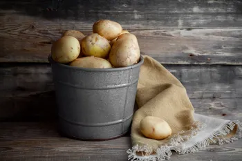 Hoe de kieming van aardappelen in de kelder te voorkomen en te stoppen: effectieve trucs en tips voor de winter