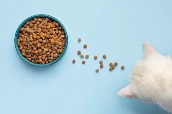 Kies het juiste voer voor katten en honden: nuttige tips